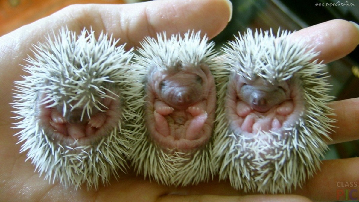 Ежик в тумане мультфильм 1975