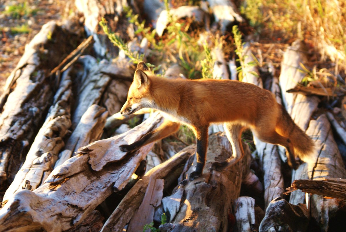 Млекопитающие лиса