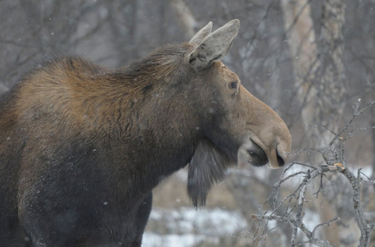 Лось Таганай