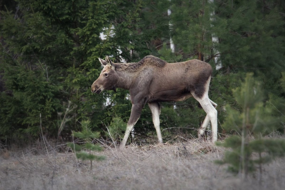 Уссурийский Лось