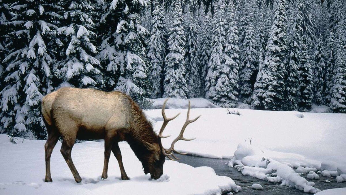 Красивый олень