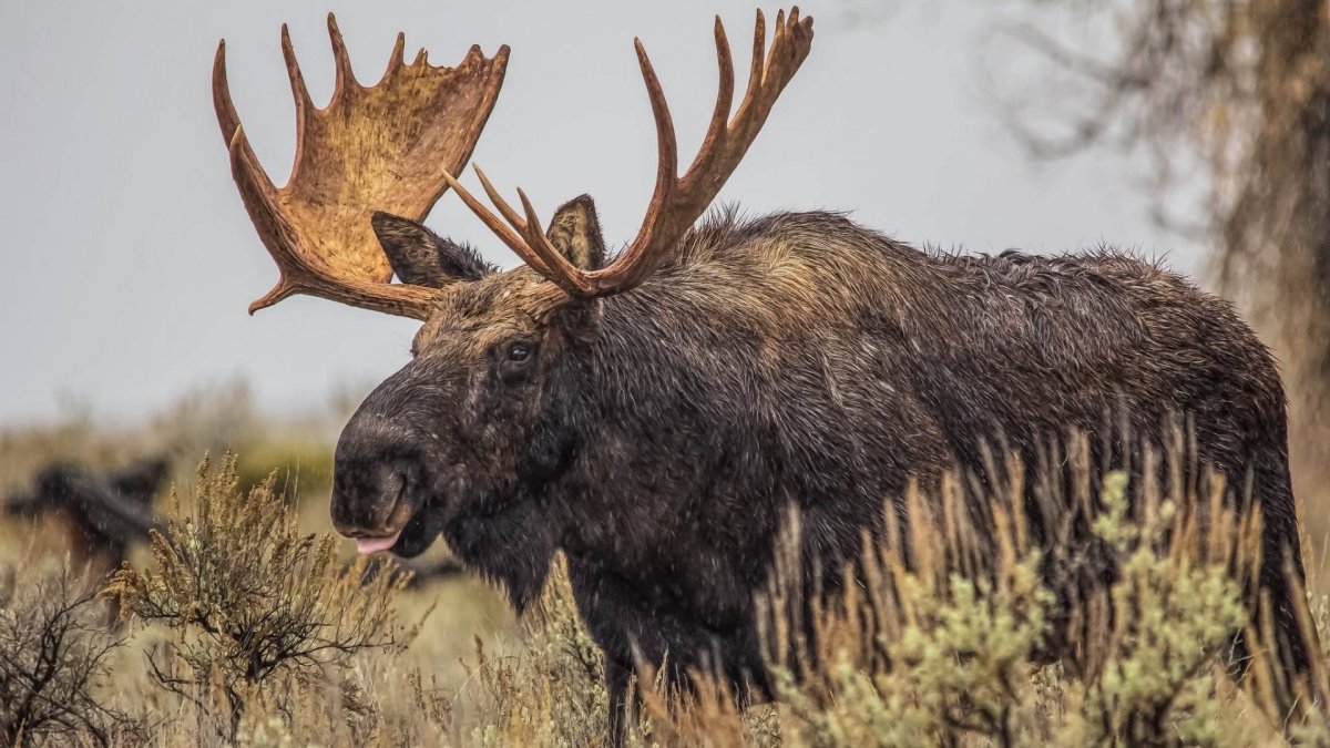 Опасные животные в лесу