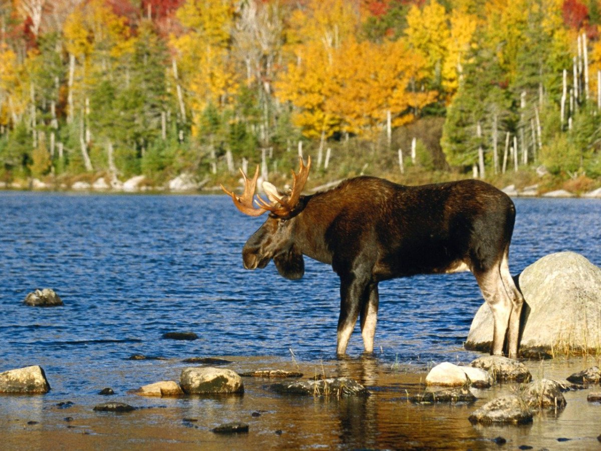 Западно Сибирский Лось