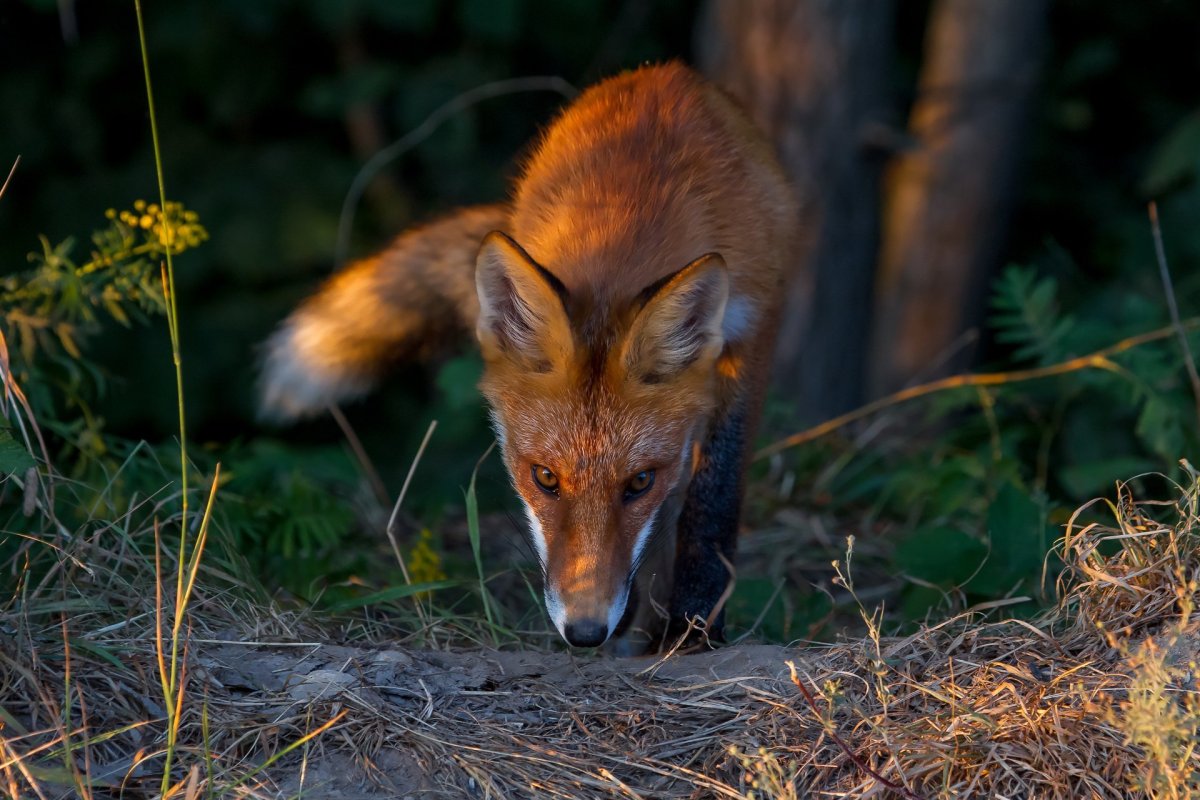 Хищные животные