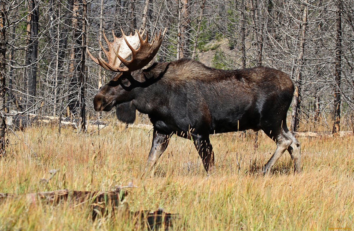 Бурый Тянь-Шанский медведь