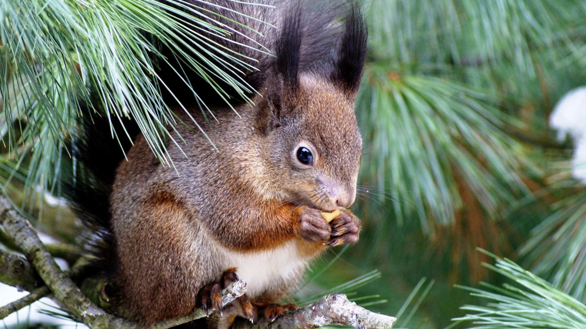 Животные Удмуртии