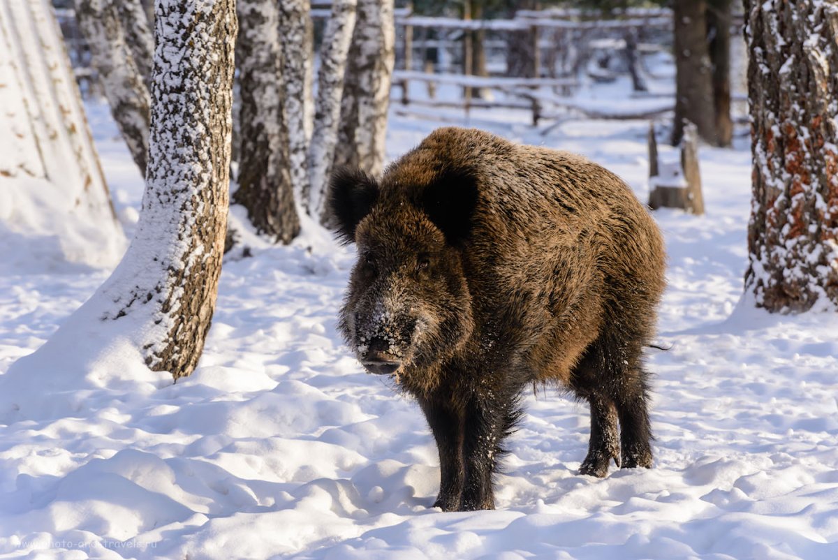Лиса в зимнем лесу