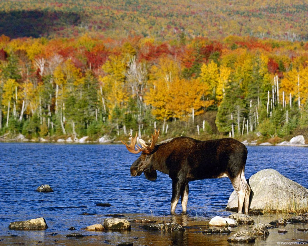 Смешанные и широколиственные леса России Флора и фауна