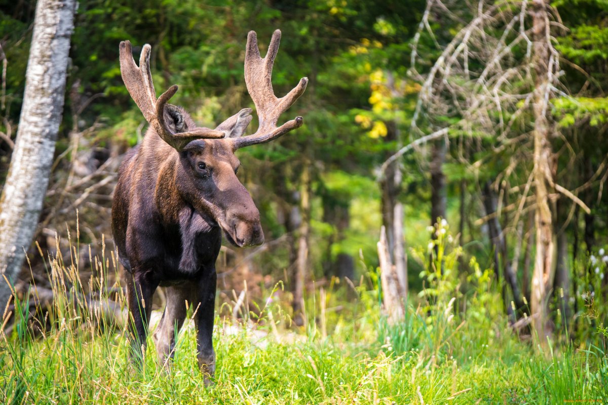 Дикая природа