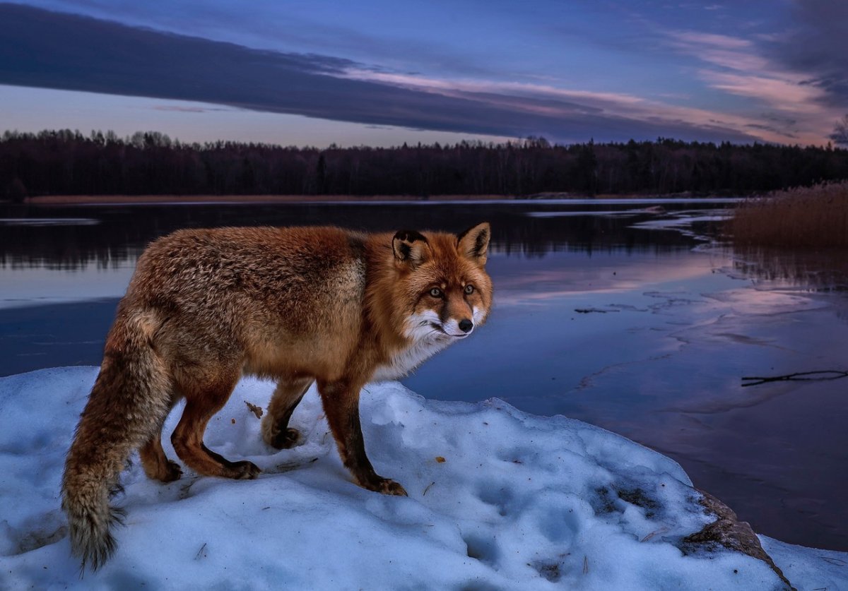 Домашние животные Удмуртии