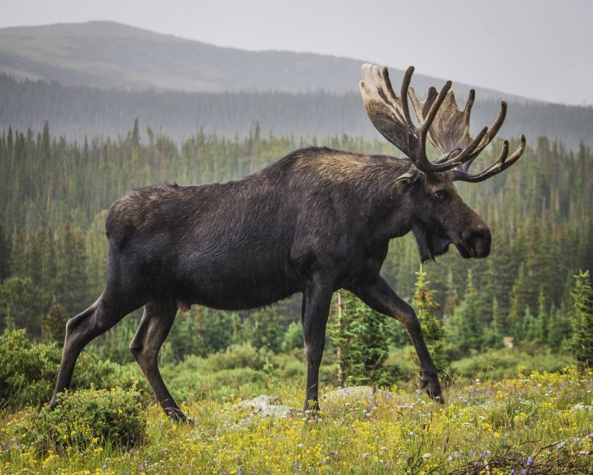 Звери Удмуртии
