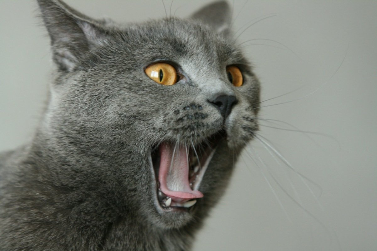 Футболка злюка