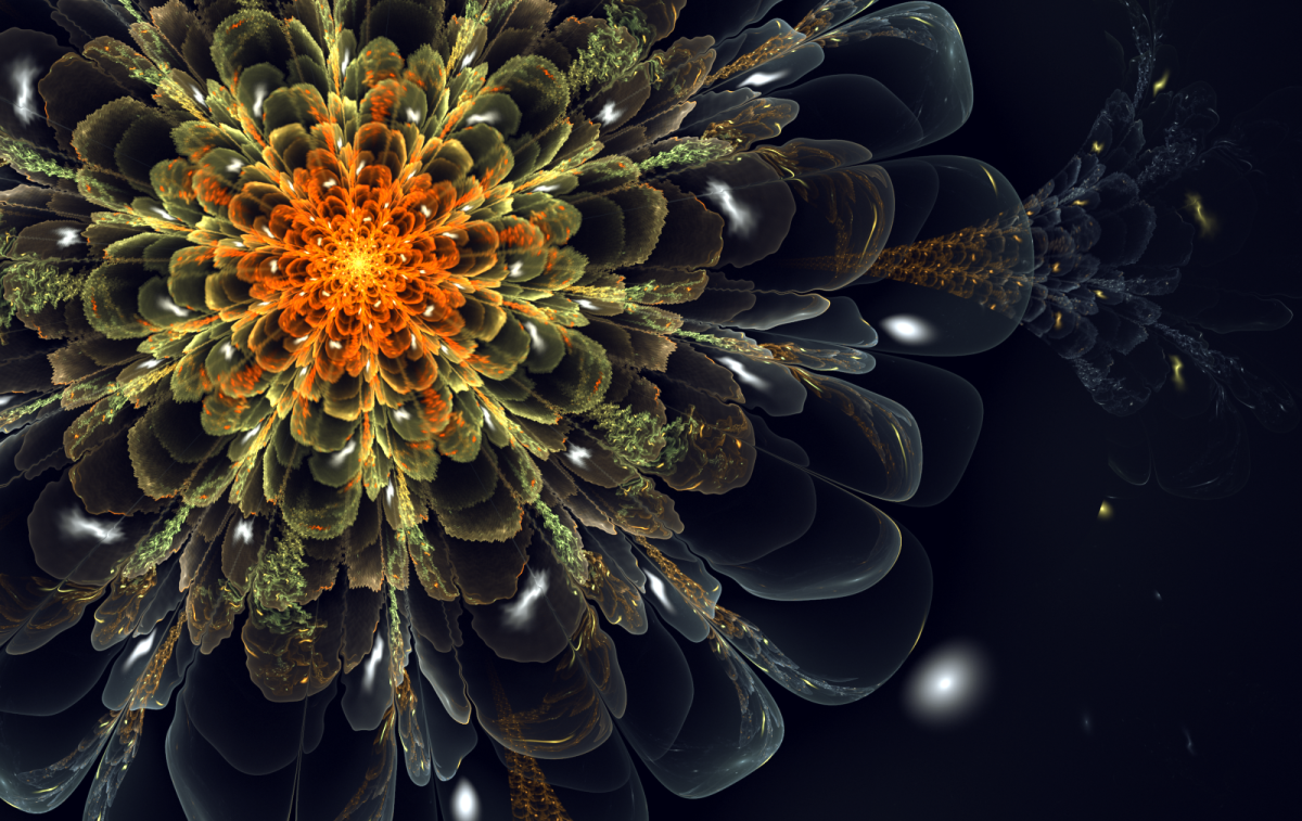 Цветок Сильвия Кордедда