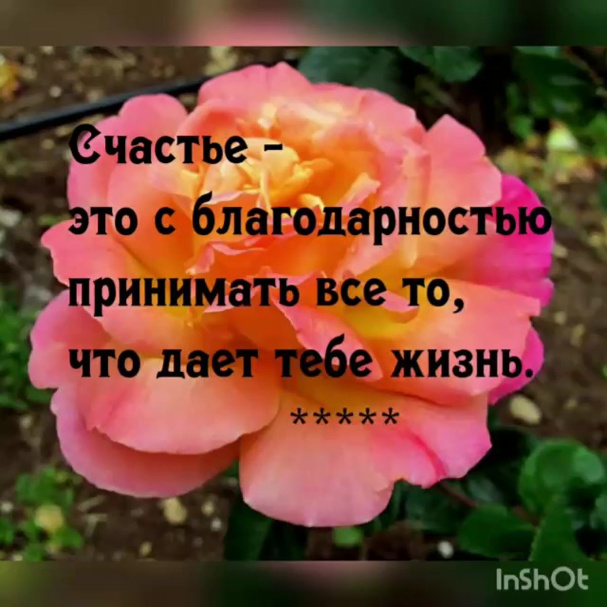 Картинки про счастье с надписями