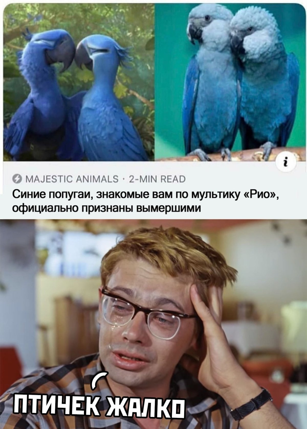 Убогие птицы