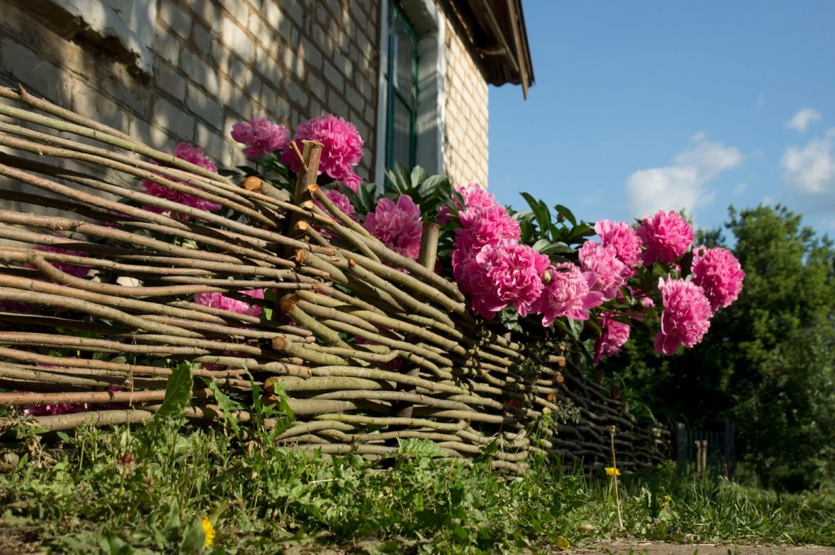 Цветущий плетень