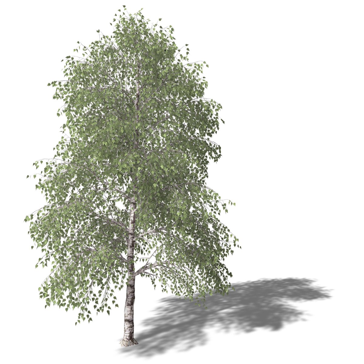 Береза повислая ствол