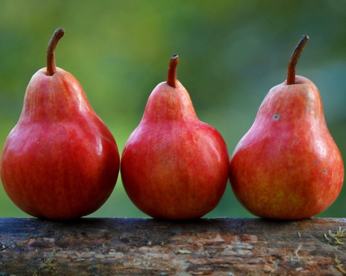 Груша ред Бартлет