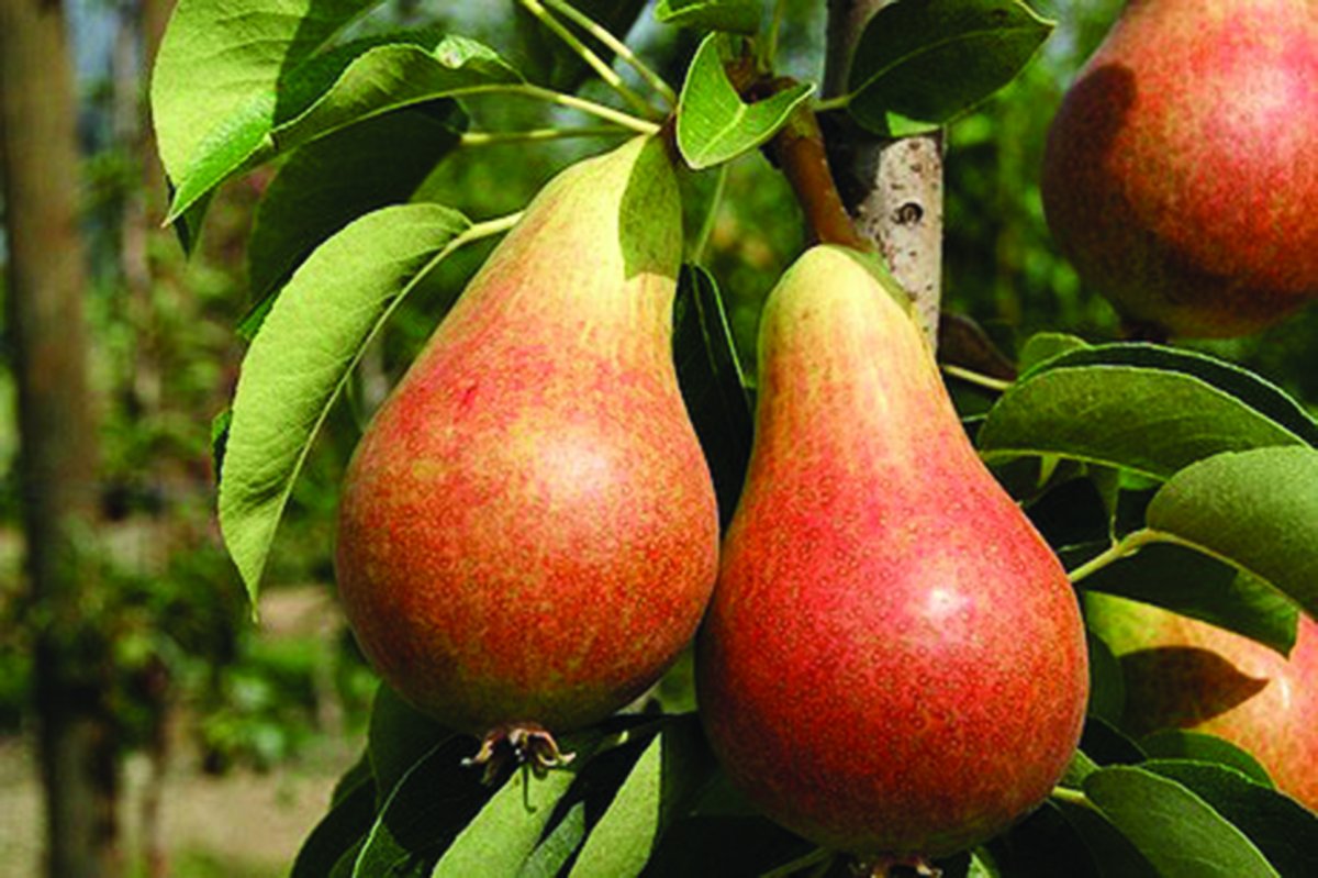 Груша бере Жиффар