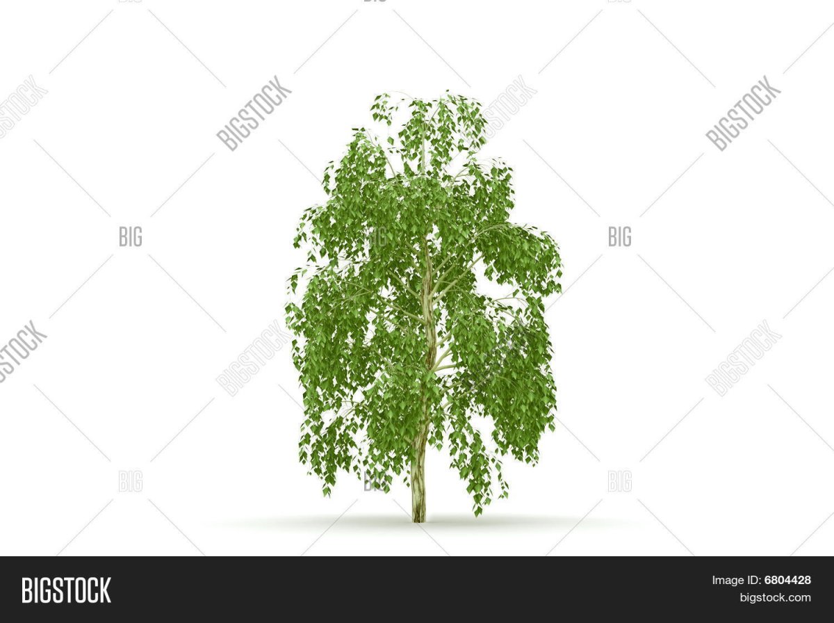 Береза на белом фоне