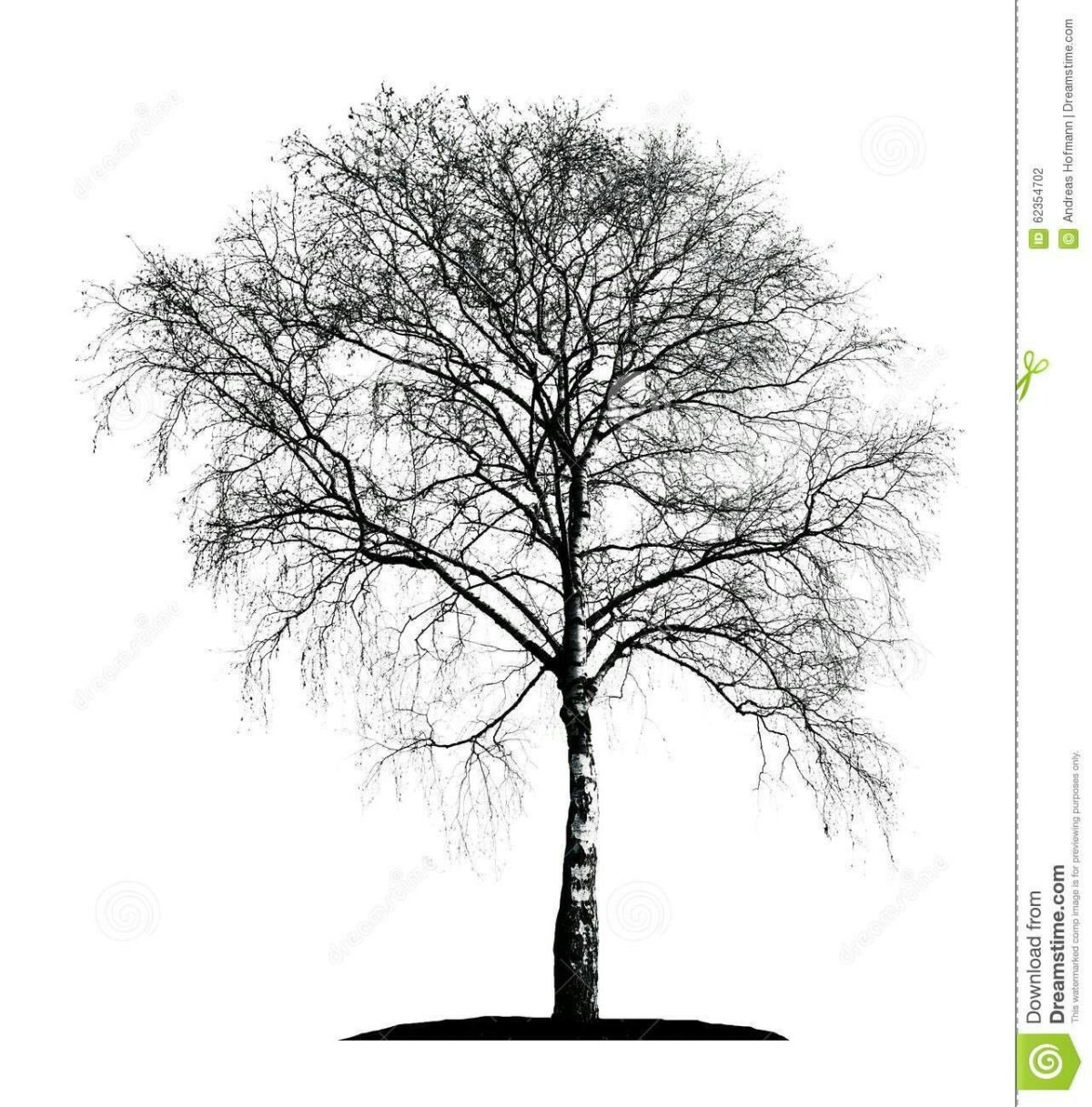 Силуэт березы