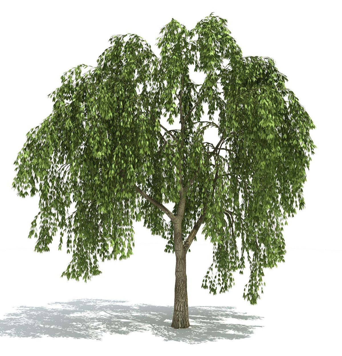 Берёза повислая