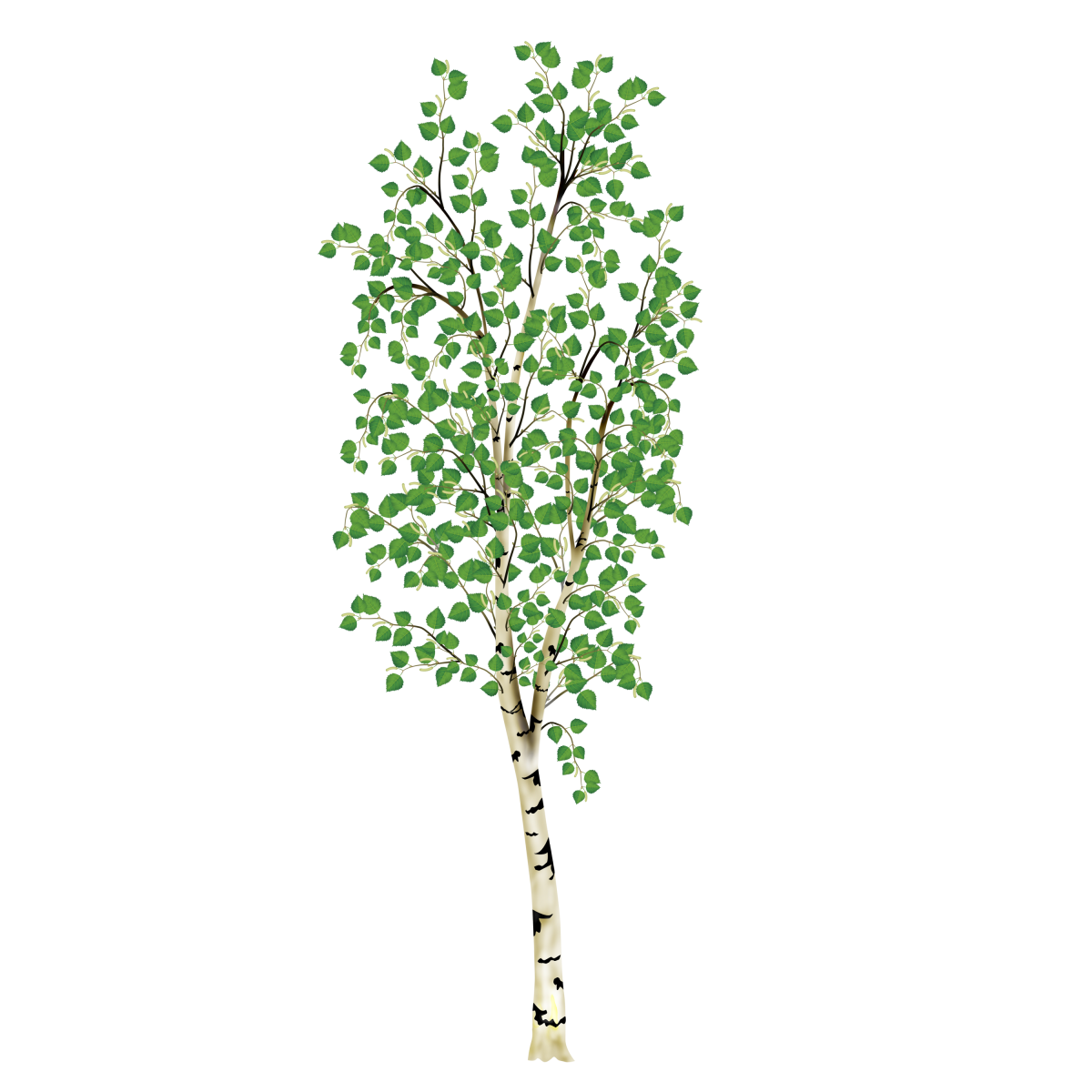 Дерево Silver Birch