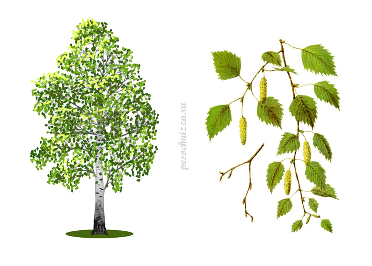 Ствол березы