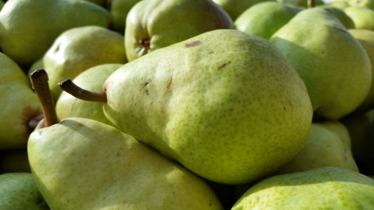 Груша Казанская крупноплодная