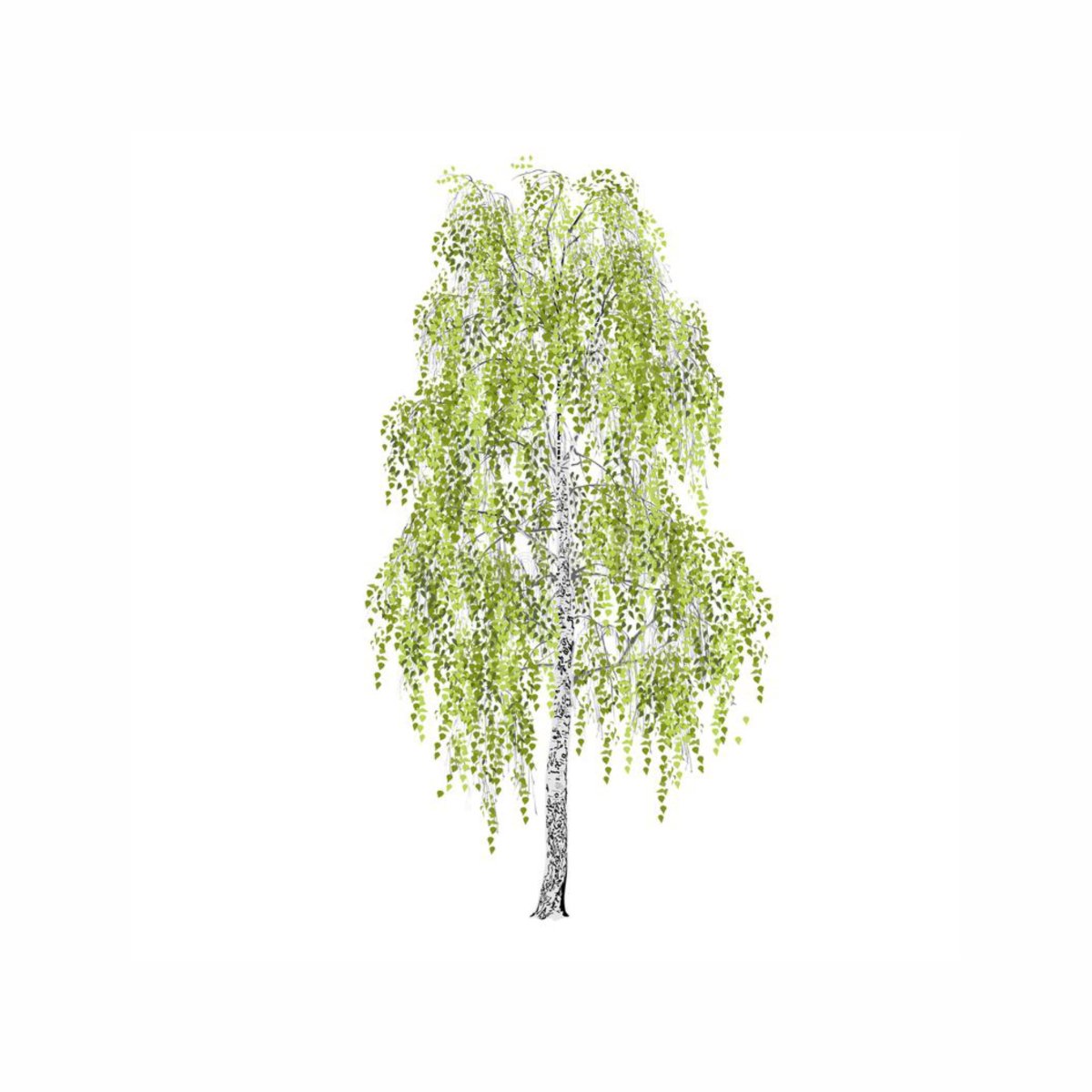 Береза на белом фоне