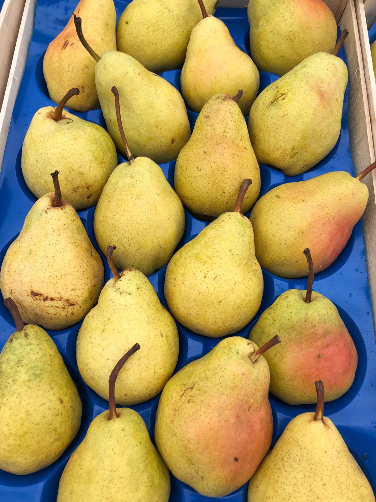 Вильямс (сорт груш)