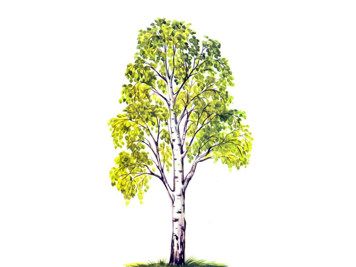 Береза на белом фоне для детей