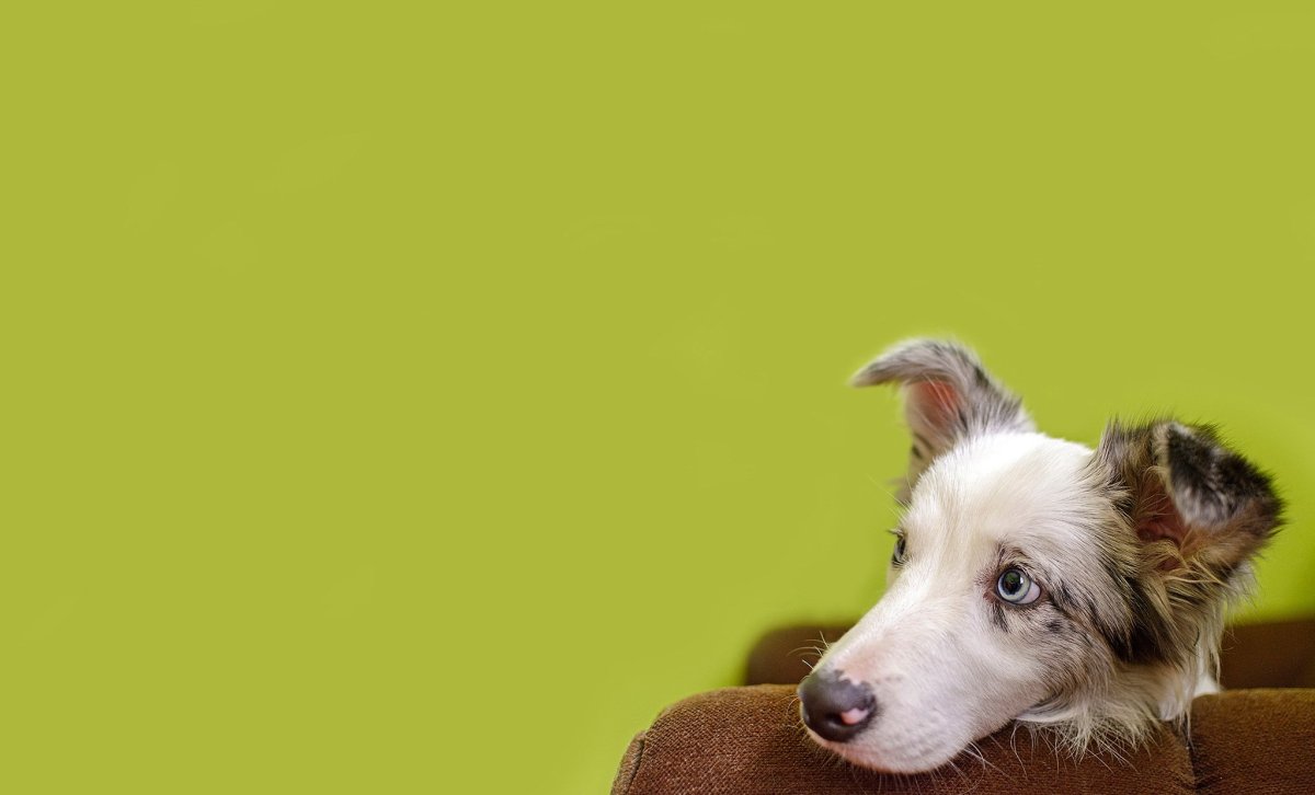 Фон для презентации животные