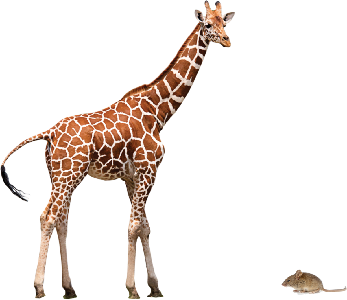 Жирафы на белом фоне