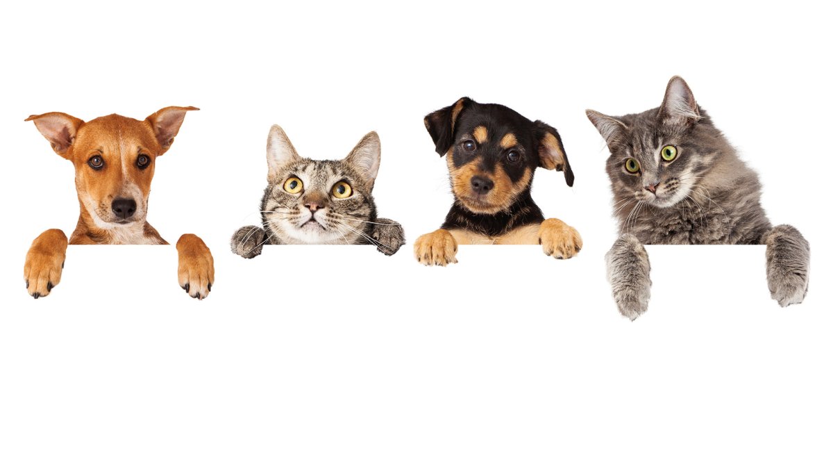 Собака на однотонном фоне