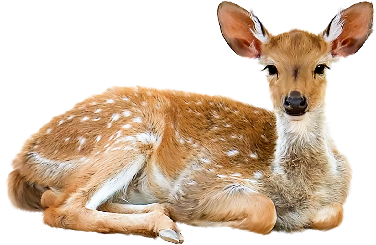 Домашние животные на белом фоне