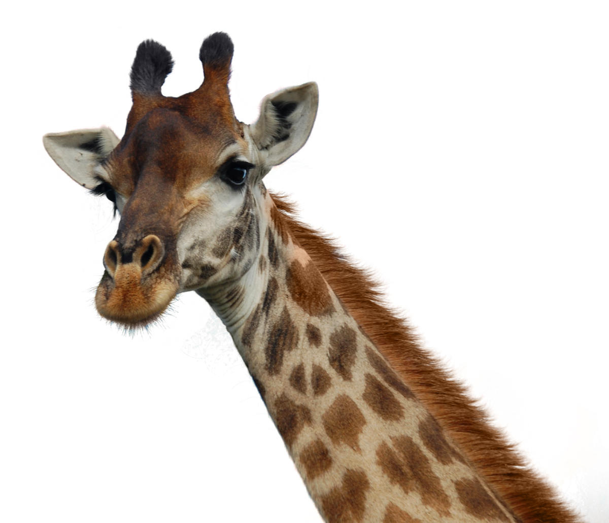 Рисунки животных Минимализм