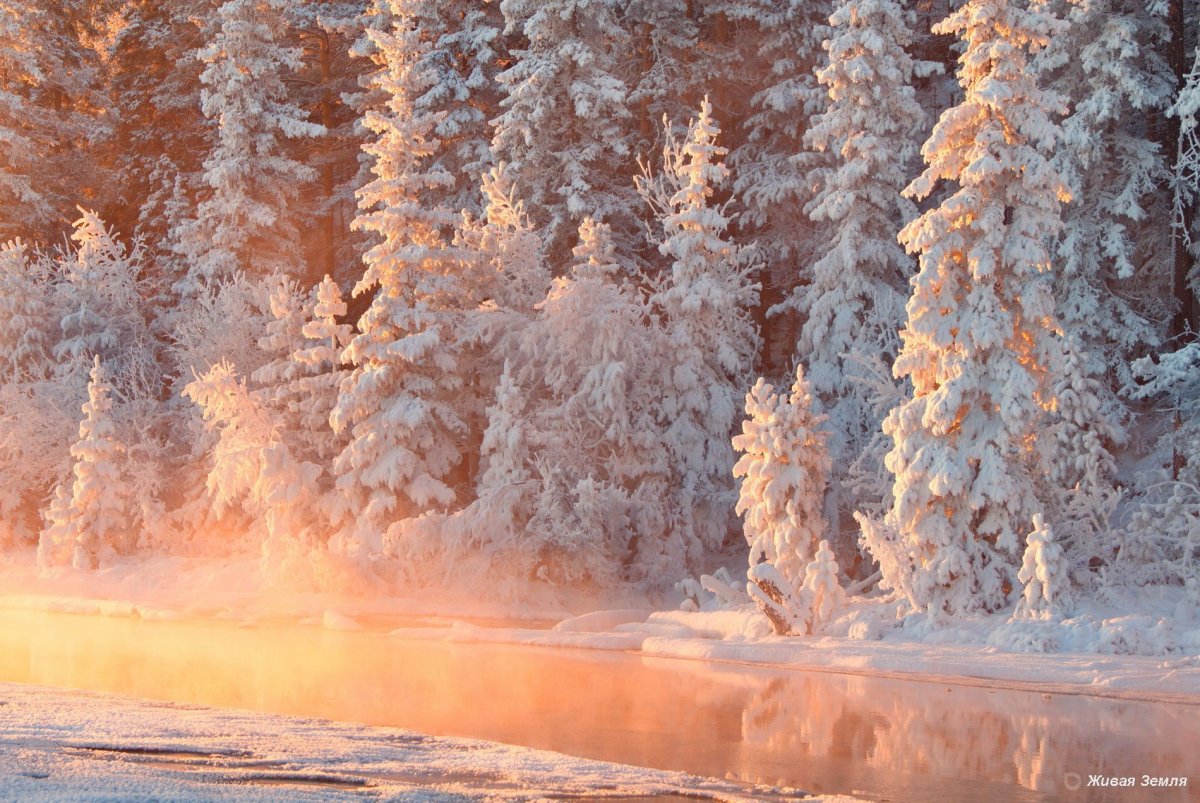 Сказочный зимний лес