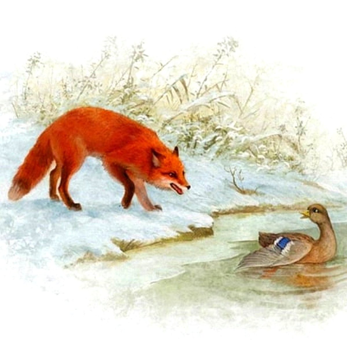 Серая шейка 1948