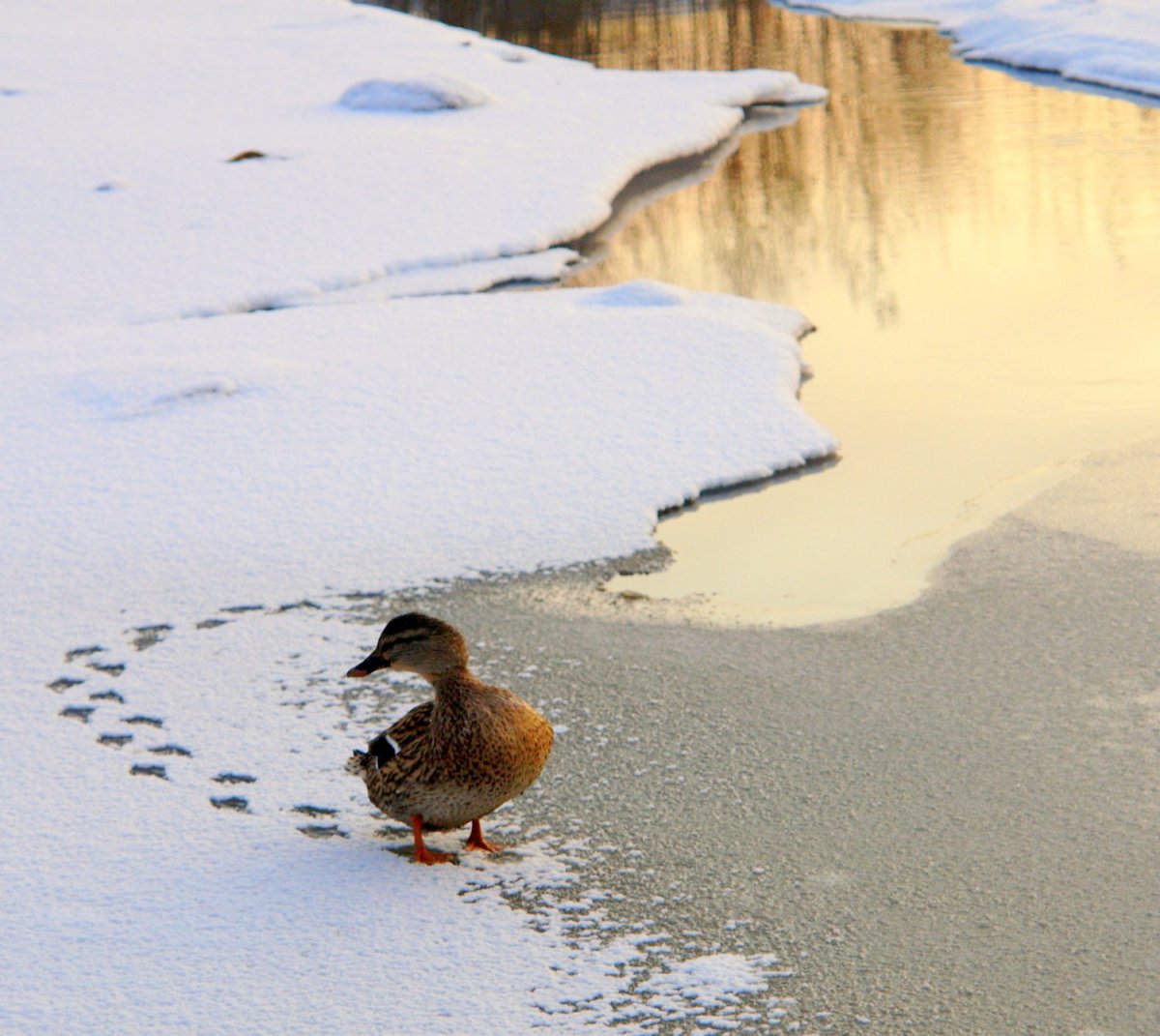 Серая шейка мультфильм 1948