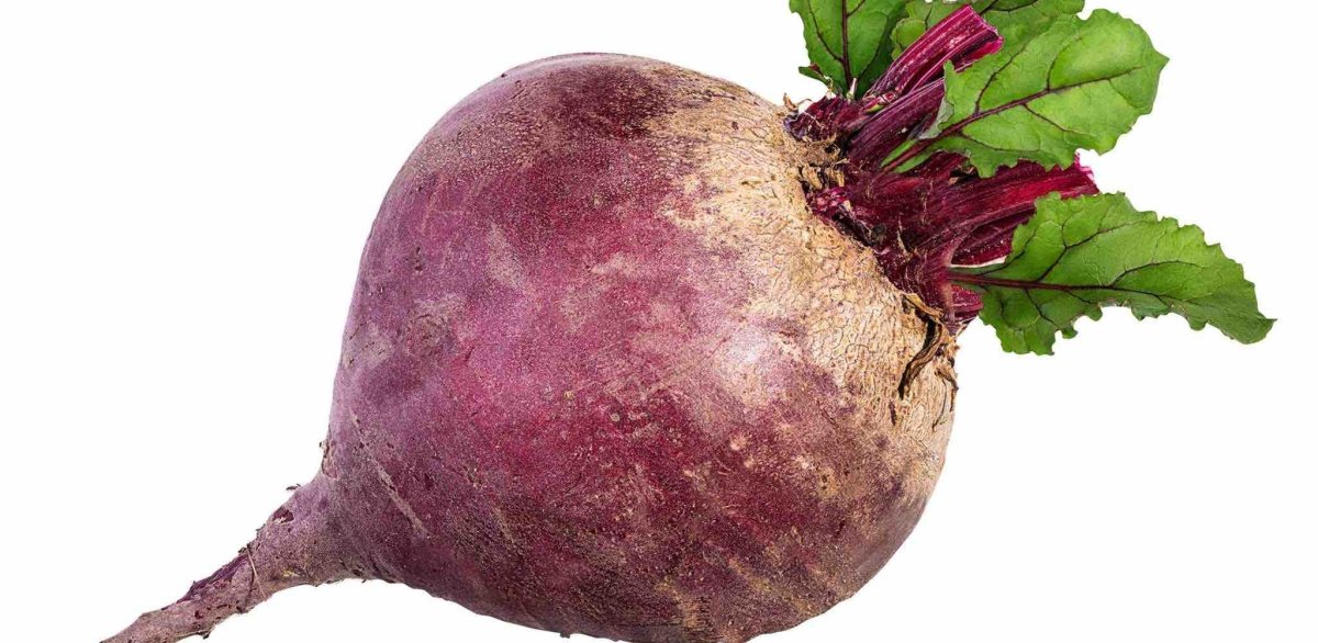 Свекла в разрезе