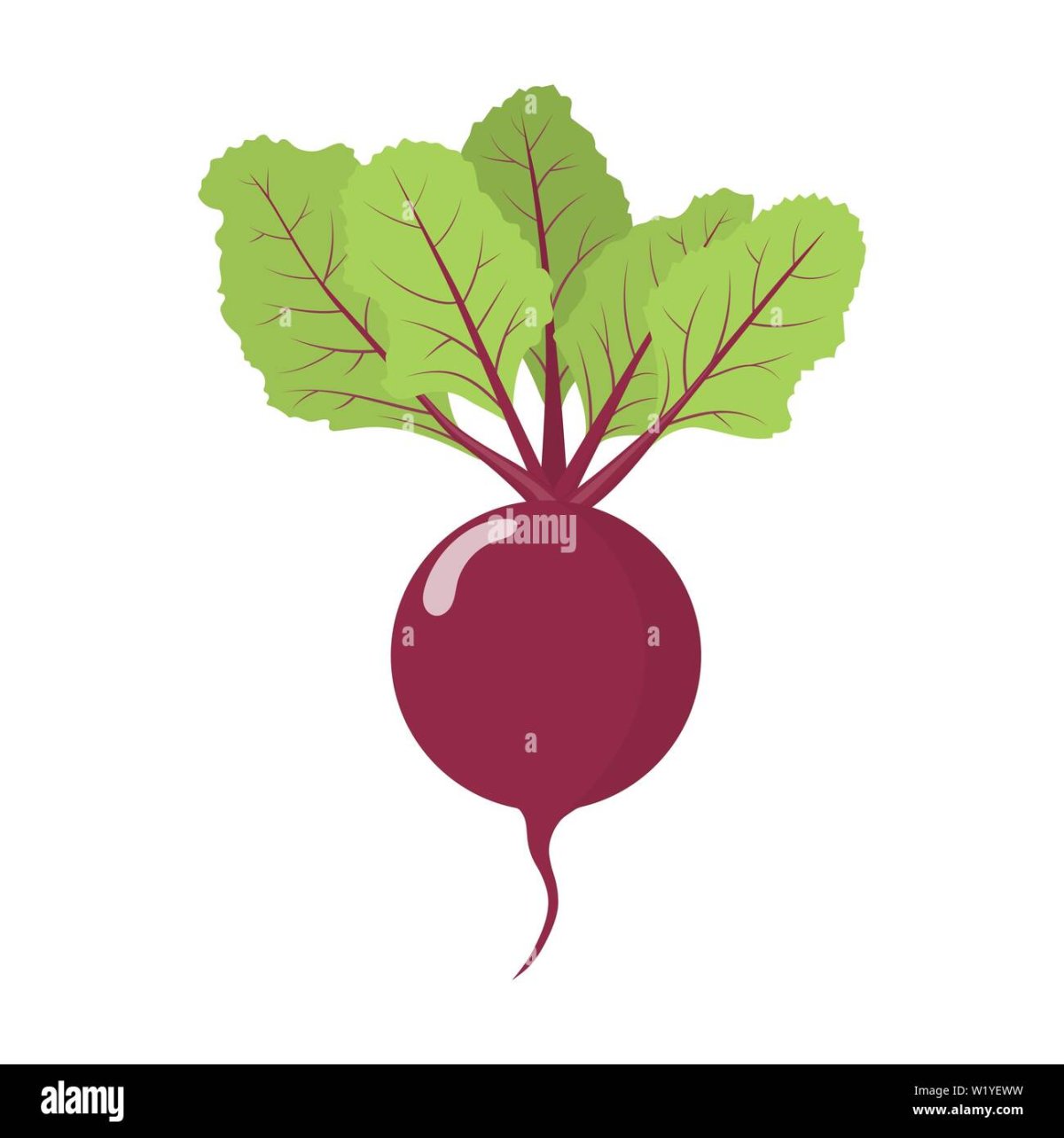 Бурак свекла