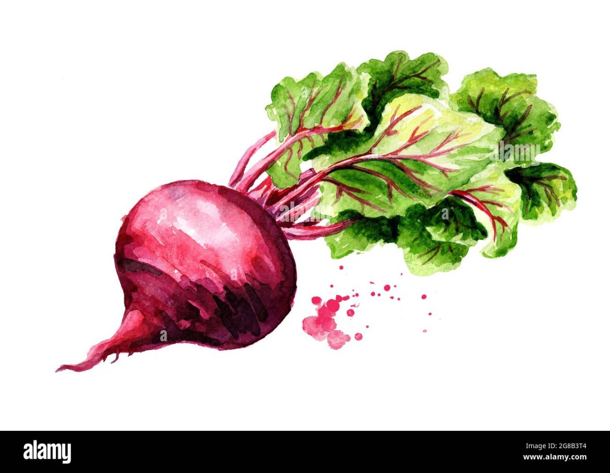 Свекла на белом фоне высокого качества