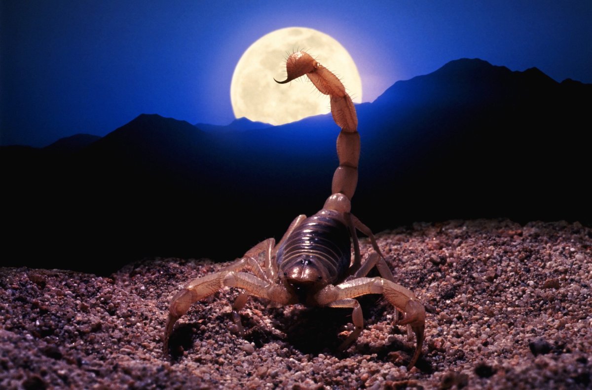 Скорпион картинки красивые