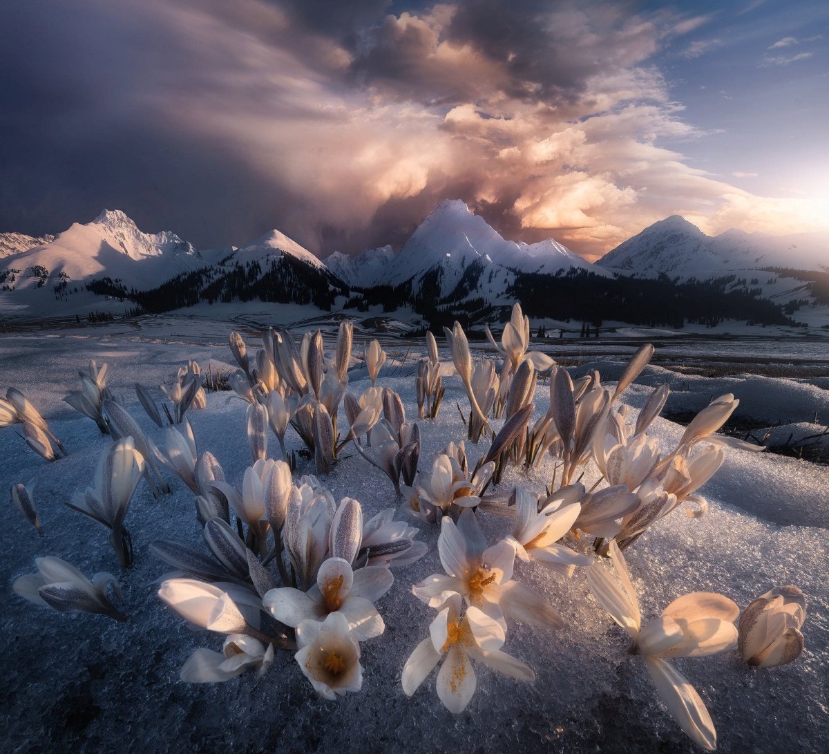 Орегон цветок