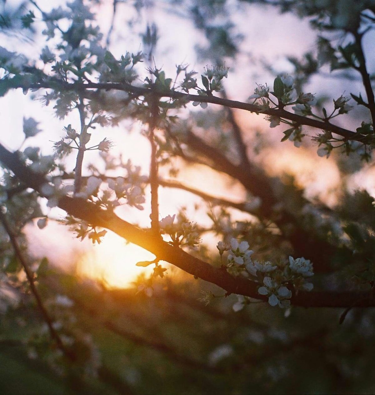 Весенняя Эстетика