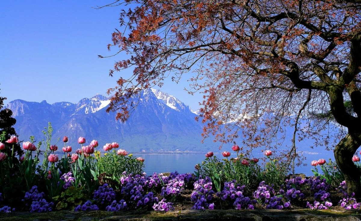 Альпийские Луга Швейцария