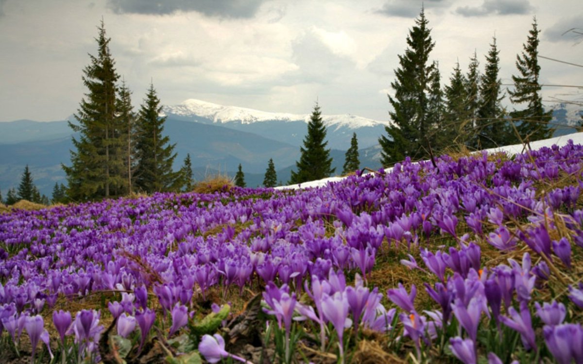 Природа весной