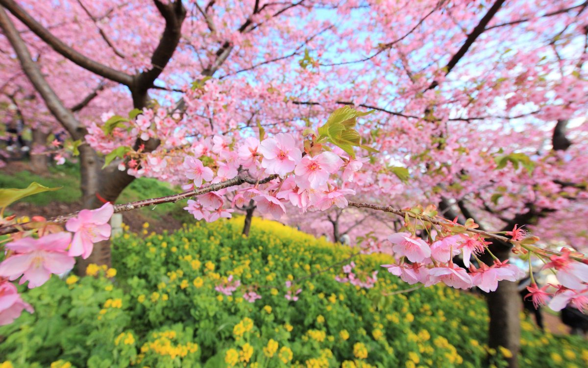 Япония цветение Фудзи