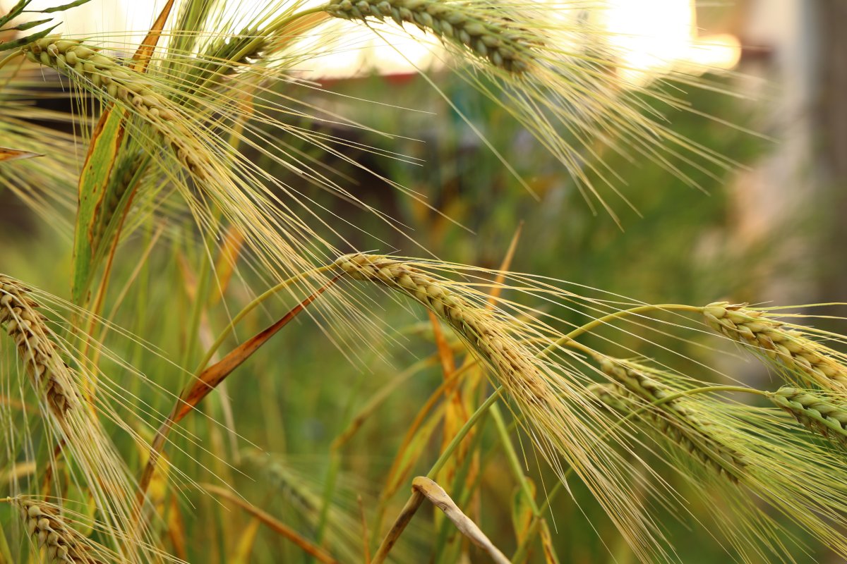Ячмень обыкновенный Hordeum vulgare